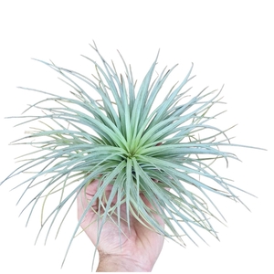 Tillandsia Silver xl