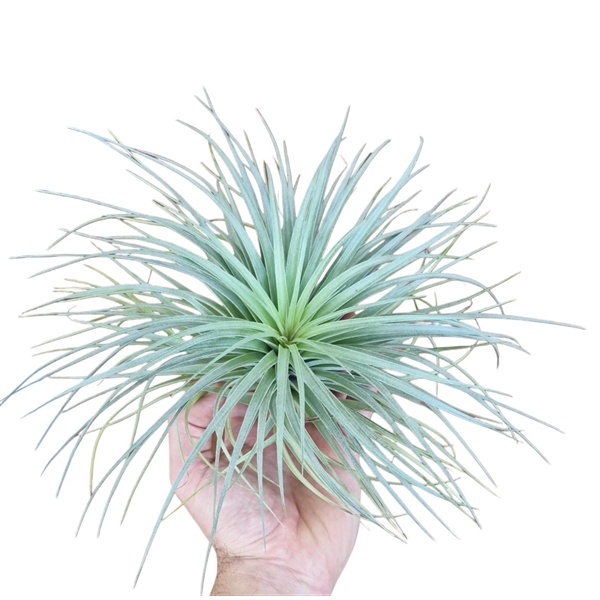 <h4>Tillandsia Silver xl</h4>