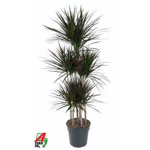 Dra Ma Magenta Carrousel