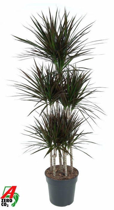 <h4>Dra Ma Magenta Carrousel</h4>