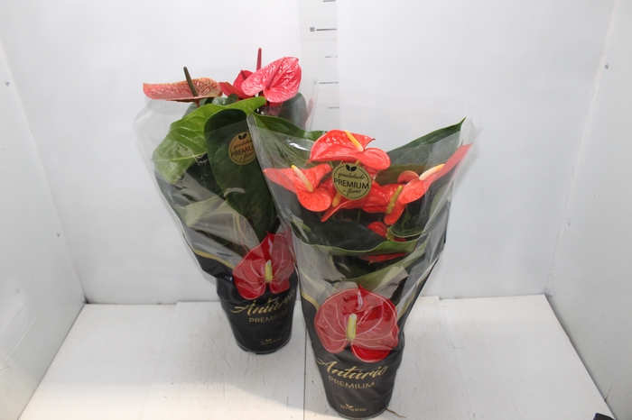 <h4>ANTHURIUM VARIADO P17 PREMIUM</h4>