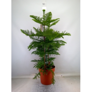 Araucaria heterophylla