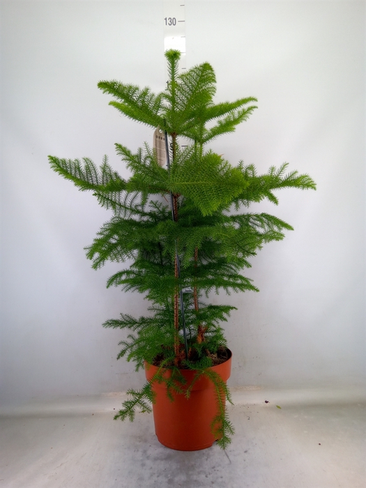 <h4>Araucaria heterophylla</h4>