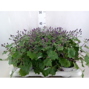 Pericallis CR 'Senetti Violet Bico'