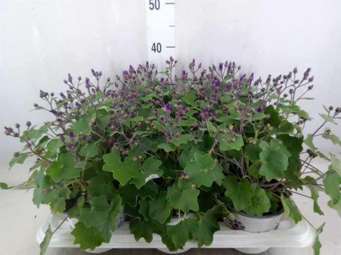 <h4>Pericallis CR 'Senetti Violet Bico'</h4>