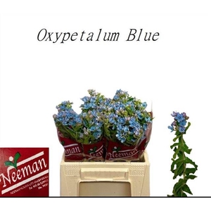 OXY CO TAN PURE BLU