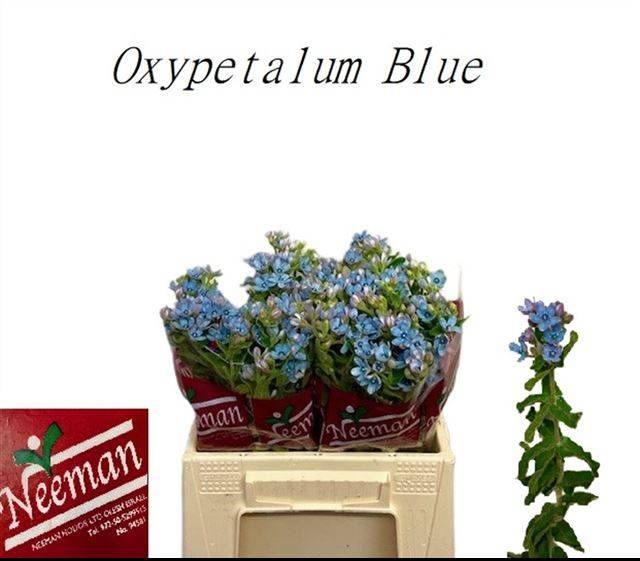 <h4>OXY CO TAN PURE BLU</h4>