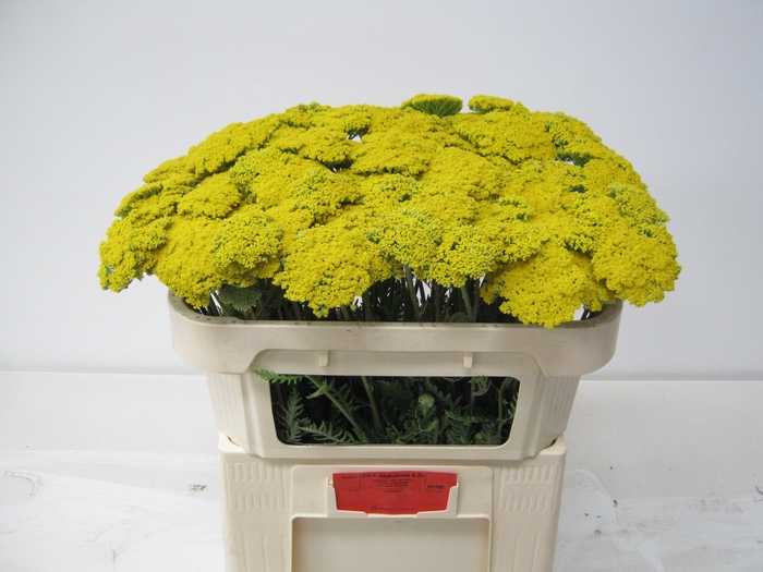 <h4>ACHIL F PARK VARIETY</h4>