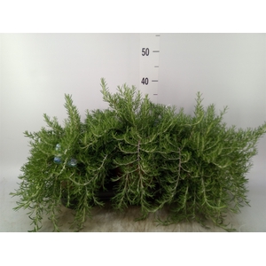Rosmarinus officinalis 'Prostratus'