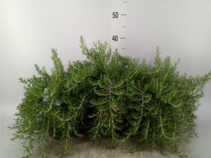 <h4>Rosmarinus officinalis 'Prostratus'</h4>