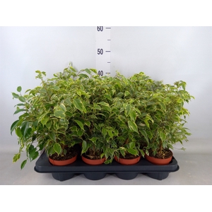 Ficus benja. 'Kinky'