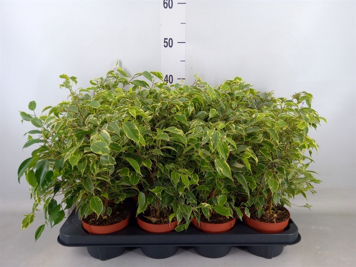 <h4>Ficus benja. 'Kinky'</h4>