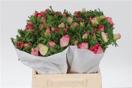 <h4>Anem Co Mis + S Pink</h4>