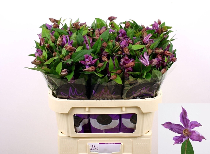 <h4>CLEMATIS AMAZING GENEVA CLEM AMAZIN</h4>