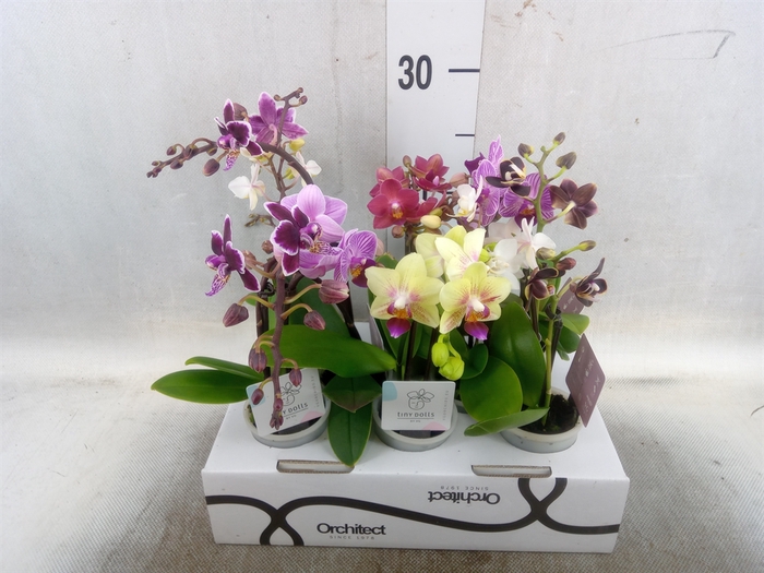 <h4>Phalaenopsis   ...mini</h4>