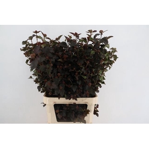 PHYSOCAR OP DIABOLO BLOEIEND 100CM