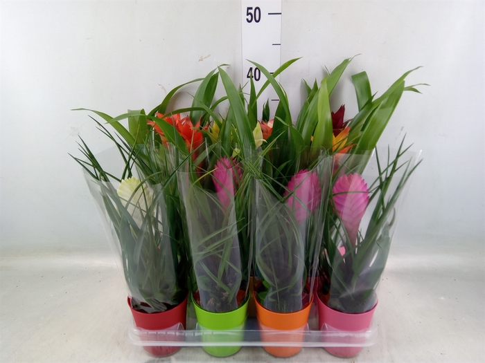 <h4>Bromelia   ...mix</h4>