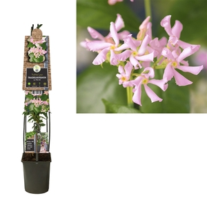 Trachelospermum as. Pink Air +3.0 label