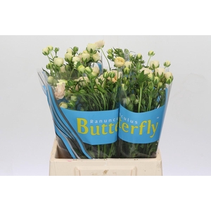 Ranunculus Butterfly Keramos