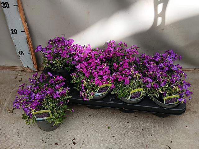 <h4>AUBR BLUE EMPEROR</h4>