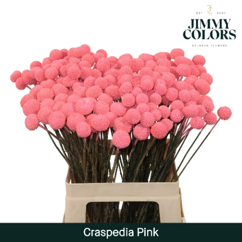 Craspedia L60 Pink