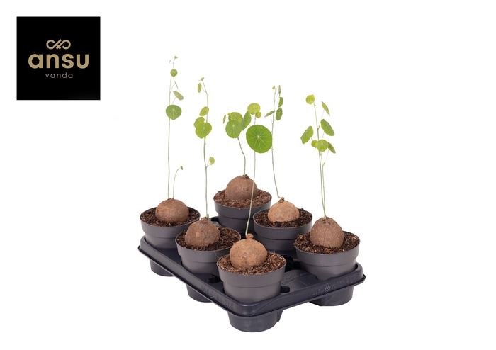 <h4>Stephania Erecta L</h4>