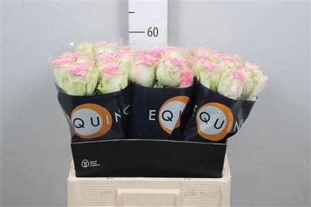 <h4>R Gr Pink Journey</h4>