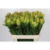 Leucadendron Goldstrike