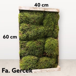 MOOS H% HOLZKISTE