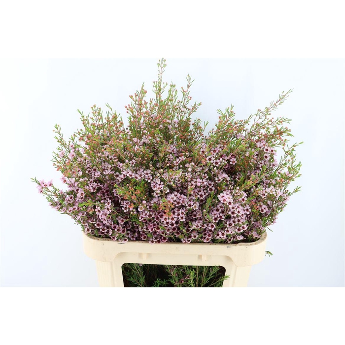 <h4>Cham Pink Early Nir</h4>