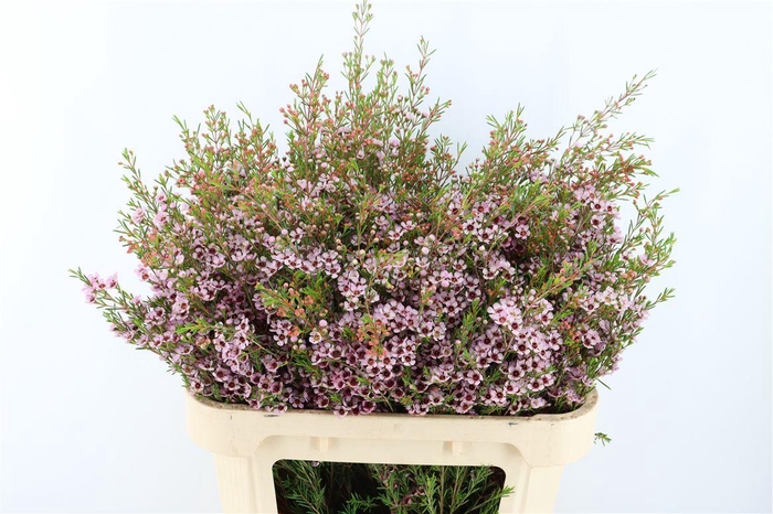 <h4>Cham Pink Early Nir</h4>