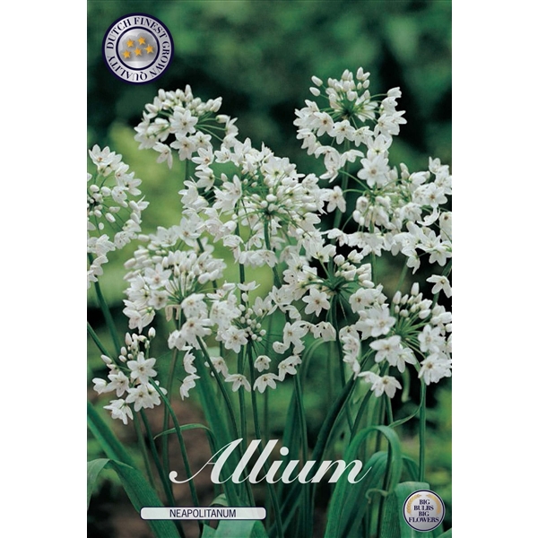 <h4>Allium Neapolitanum x20 5/6</h4>