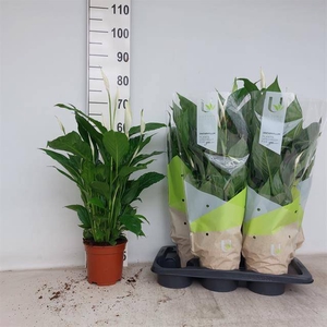 Spathiphyllum Vivaldi 17Ø 75cm 5fl