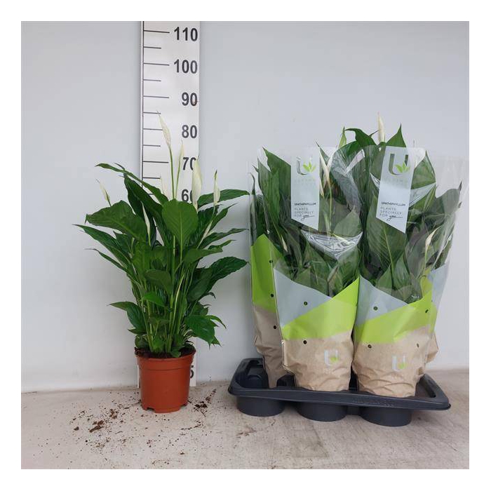 <h4>Spathiphyllum Vivaldi 17Ø 75cm 5fl</h4>