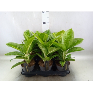 Aglaonema  'Lemon Mint'
