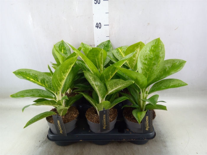 <h4>Aglaonema  'Lemon Mint'</h4>