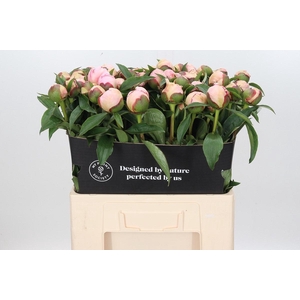 Paeonia Fairy's Petticoat