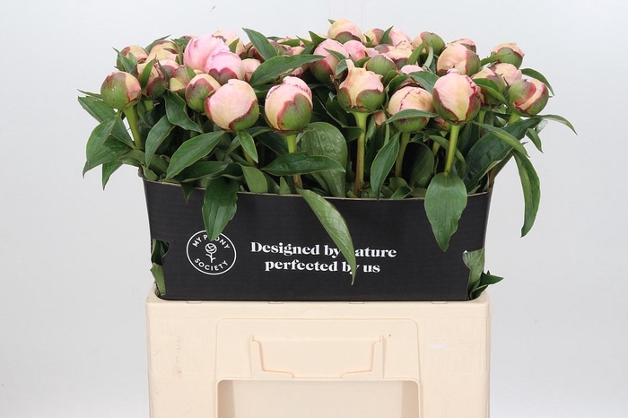 <h4>Paeonia Fairy's Petticoat</h4>