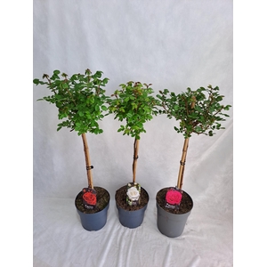 Roos op stam grootbloemig P23 65cm mix