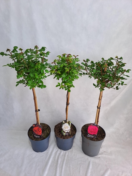 <h4>Roos op stam grootbloemig P23 65cm mix</h4>