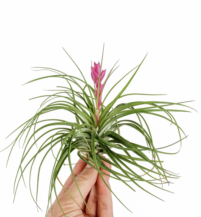 <h4>Tillandsia Ionantha Stricta + Bloem</h4>