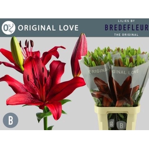 Li La Original Love 3+ Bredefleur