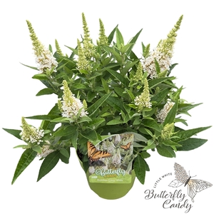 Buddleja d. 'Little Butterfly Candy White' ®