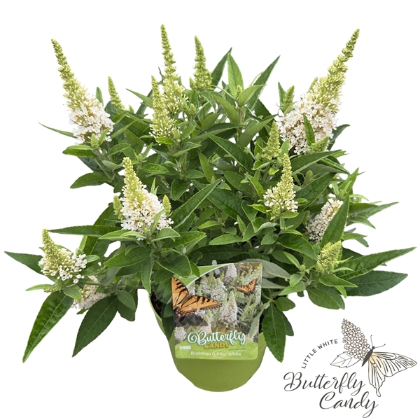 <h4>Buddleja d. 'Little Butterfly Candy White' ®</h4>
