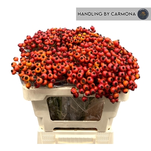 ROSA MANDARIN HIPHOP