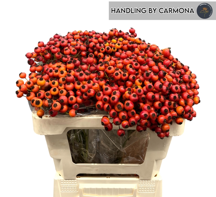 <h4>ROSA MANDARIN HIPHOP</h4>