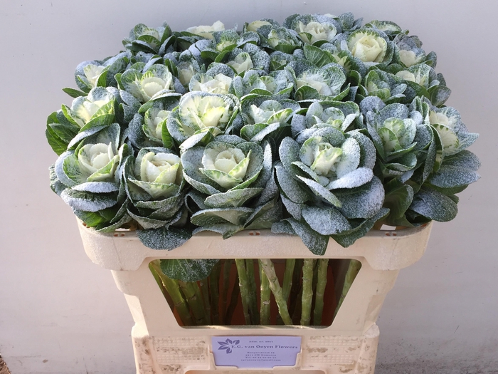 <h4>BRASS KLB H%</h4>