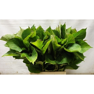 HYDR MACROPHYLL BLAD