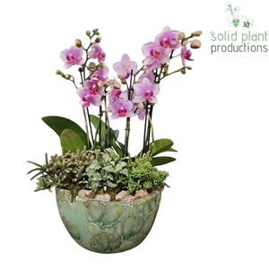 PH081 Olivia Green Phalaenopsis