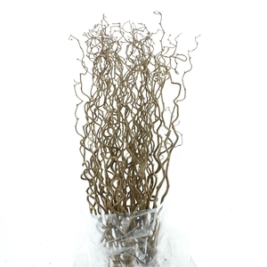 Coryl Av Contorta